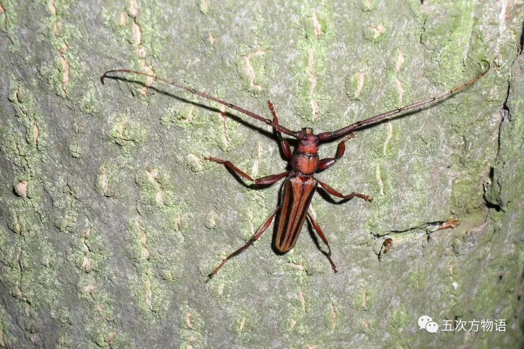 中国天牛图鉴,天牛全程图鉴