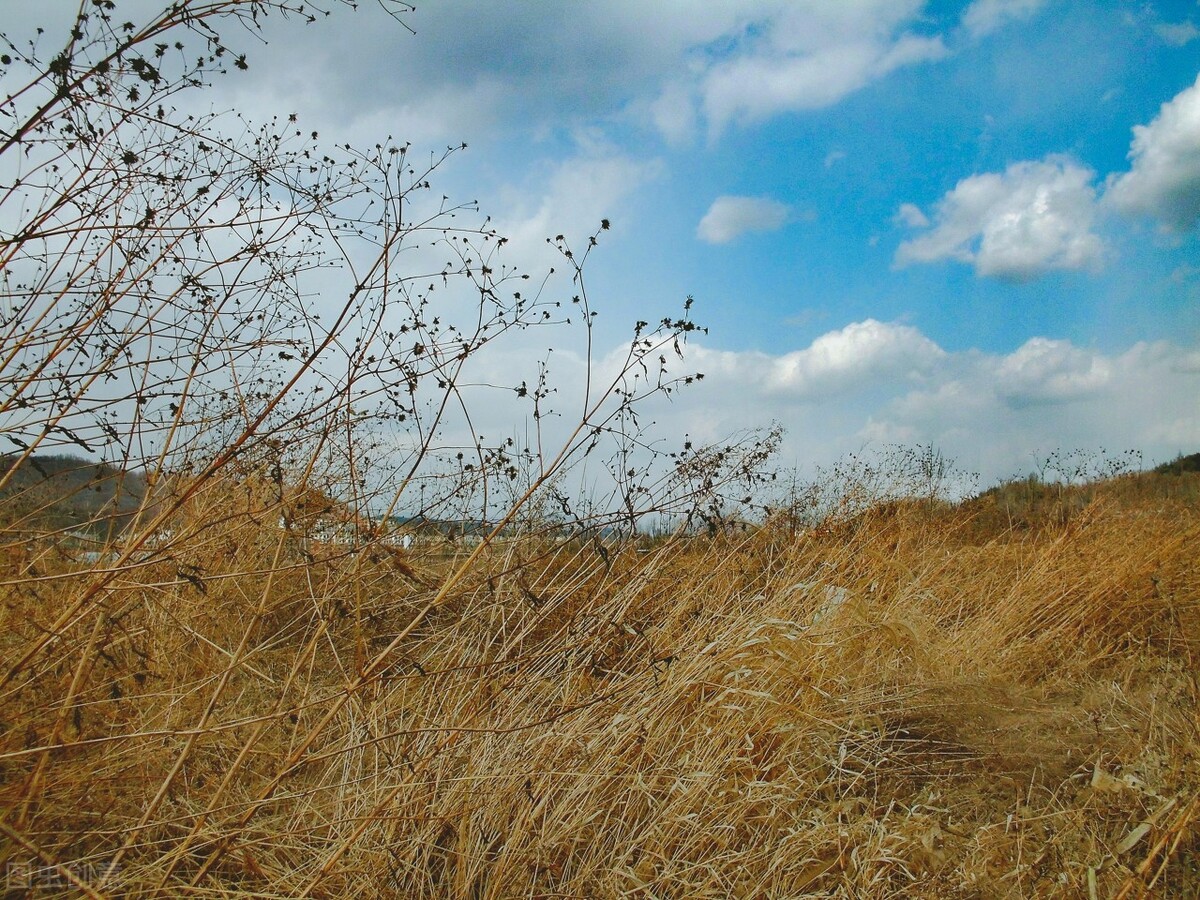 离离原上草一岁一枯荣的翻译,离离原上草一岁一枯荣诗句的意思
