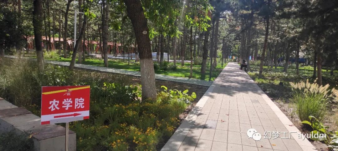 你好母校作文800字,你好母校作文