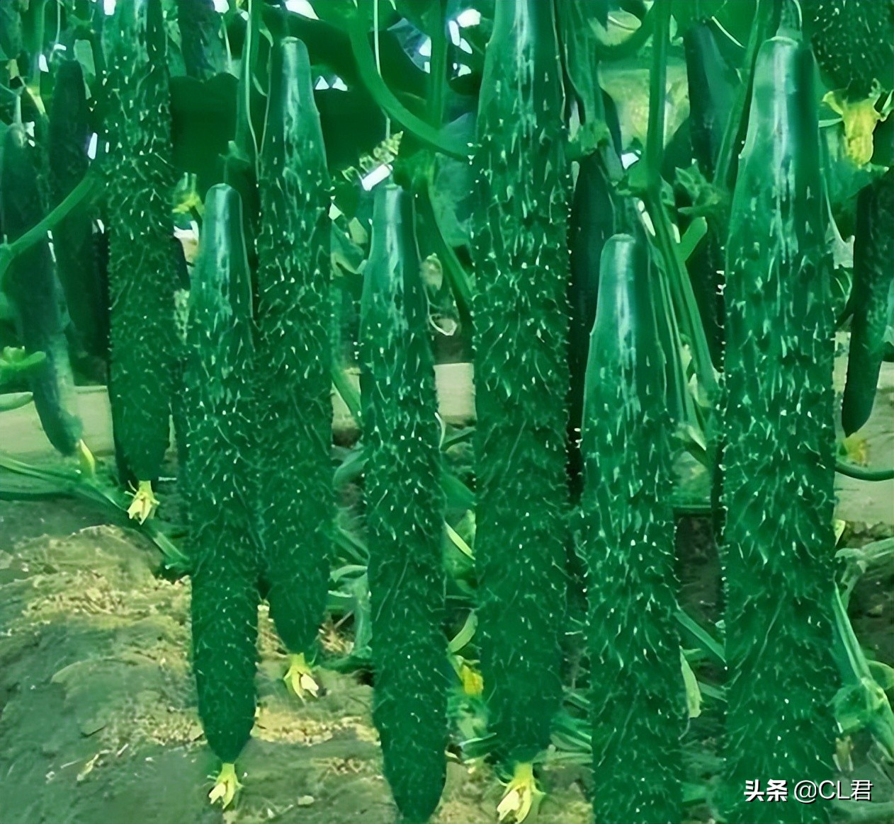 黄瓜“弯瓜”怎么办？老菜农一根牙签就搞定，5步预防法轻松解决