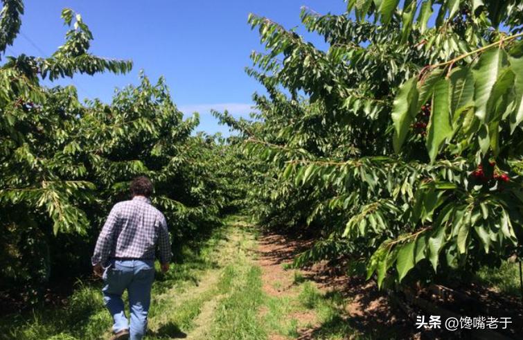 车厘子反常大降价,车厘子便宜的真相