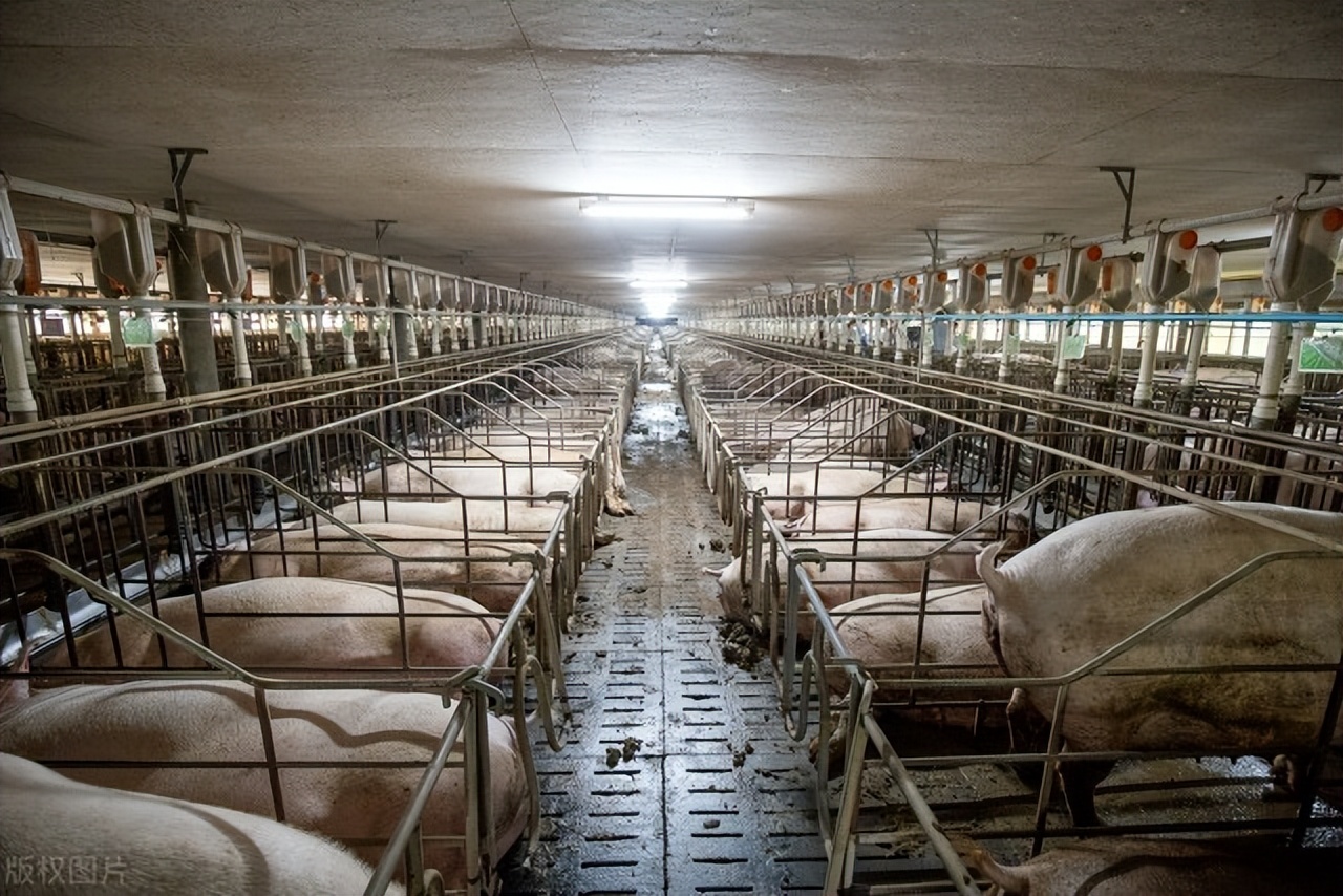 母猪猪病怎么治疗,怀孕母猪胀肚子怎么治疗