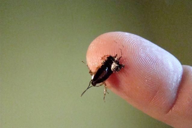 如何有效消灭家里的蟑螂,家里蟑螂多灭蟑螂的方法是什么