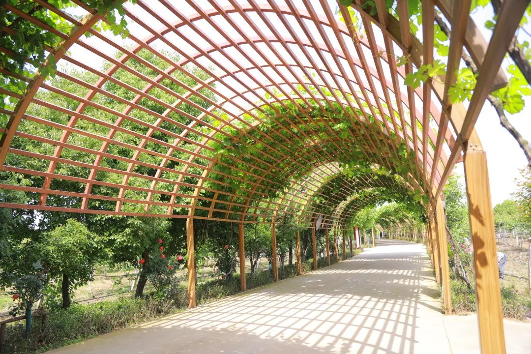 美丽邹庄“乐”翻了!