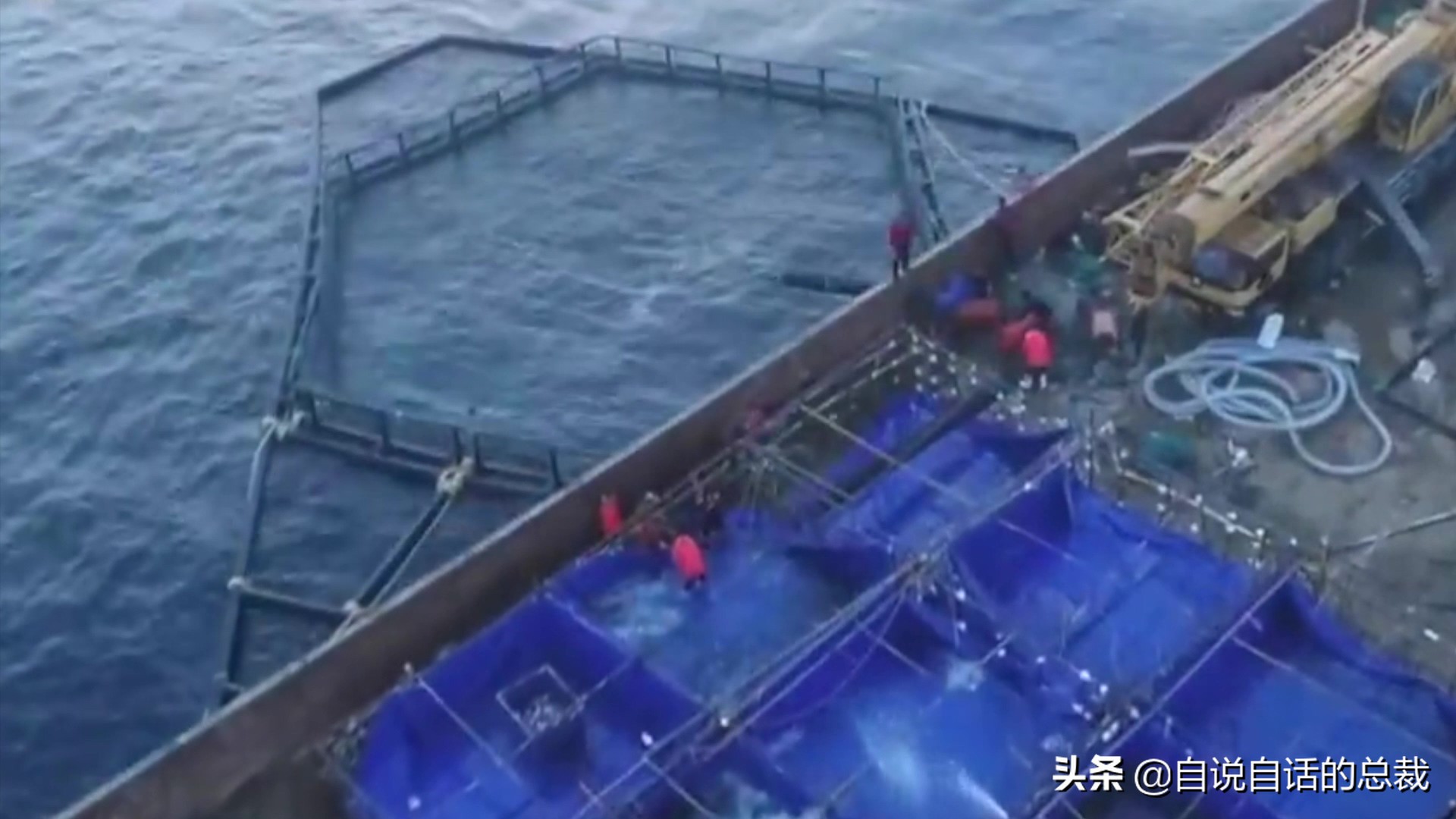 国内的假三文鱼是什么鱼,哪种才是真正的三文鱼