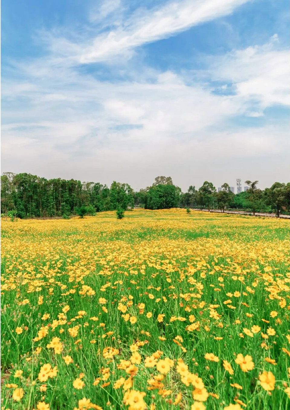 金鸡菊花海旅游攻略,金鸡菊花海美景