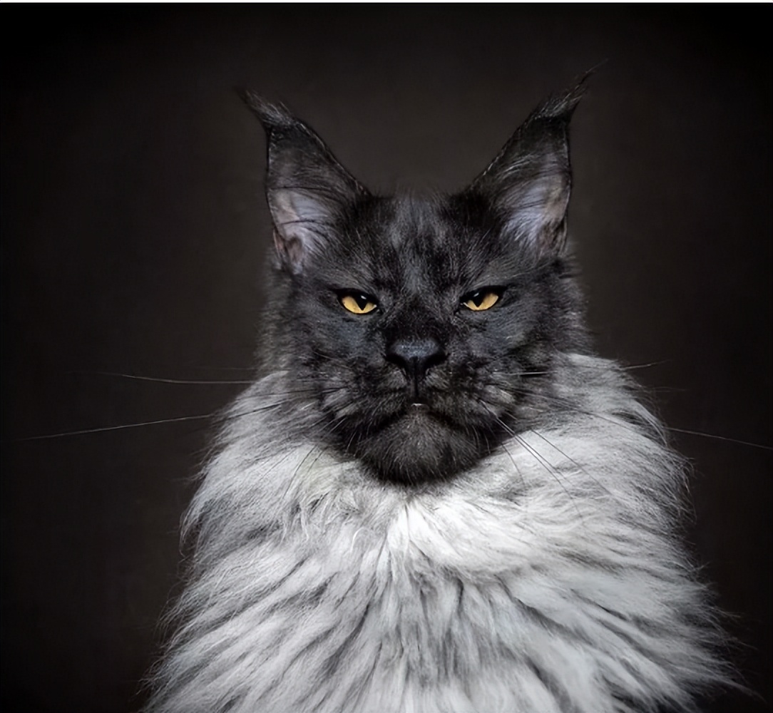 巨无霸缅因猫,猫中巨无霸缅因猫图片