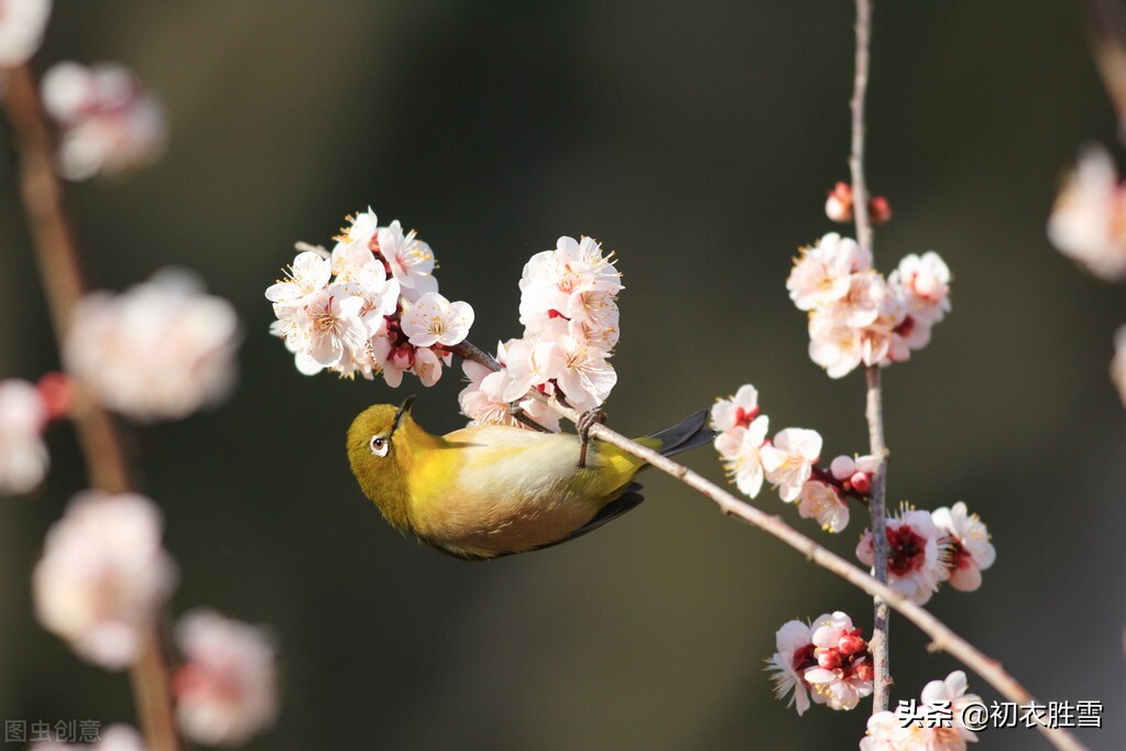含有春字的古诗句100首,有关春的古诗词名句大全
