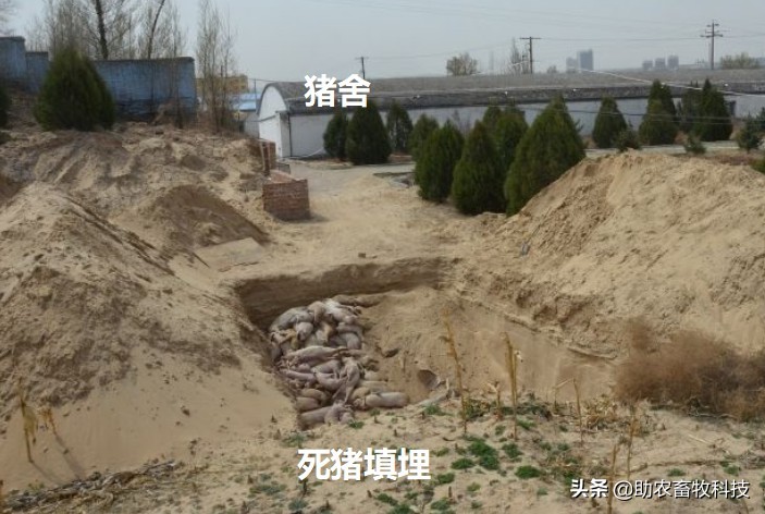 病死动物无害化处理实现全覆盖,宁夏病死动物无害化处理实施方案