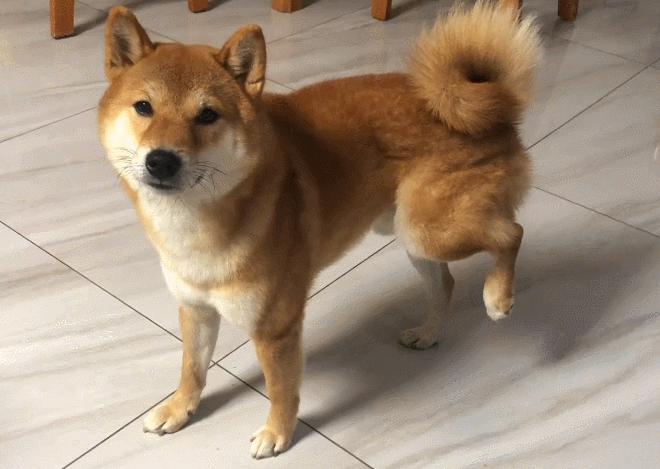 主人花400元检查发现柴犬装瘸,4个月大的柴犬跳了一下腿瘸了