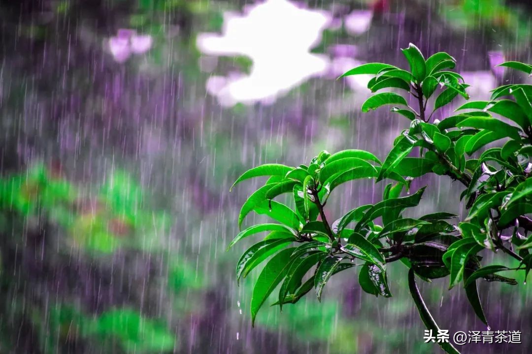 谷雨时节喝谷雨茶的寓意,过了谷雨的茶有什么区别