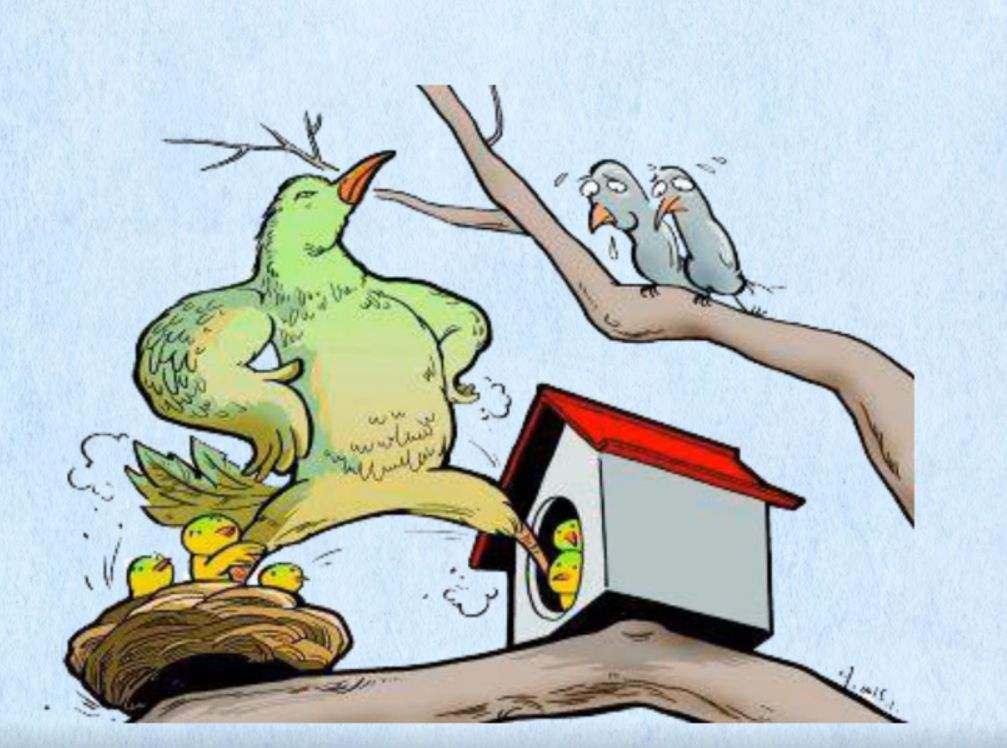 斑鸠一般生活在什么地方,东北野外斑鸠一般夜间在哪里栖息