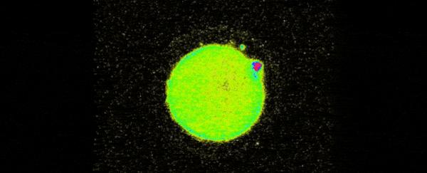 科学家发现人类精子和卵子,科学家捕捉精子和卵子作用