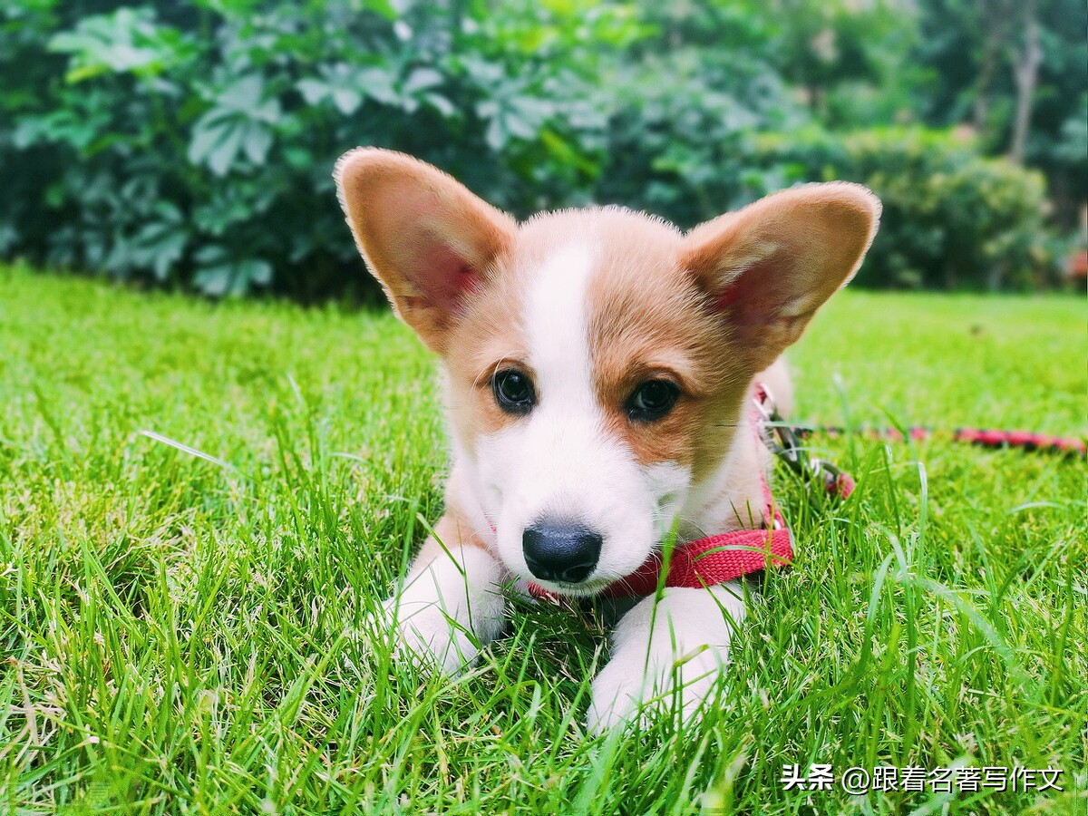 开学啦主题优秀作文,就要开学了作文4篇