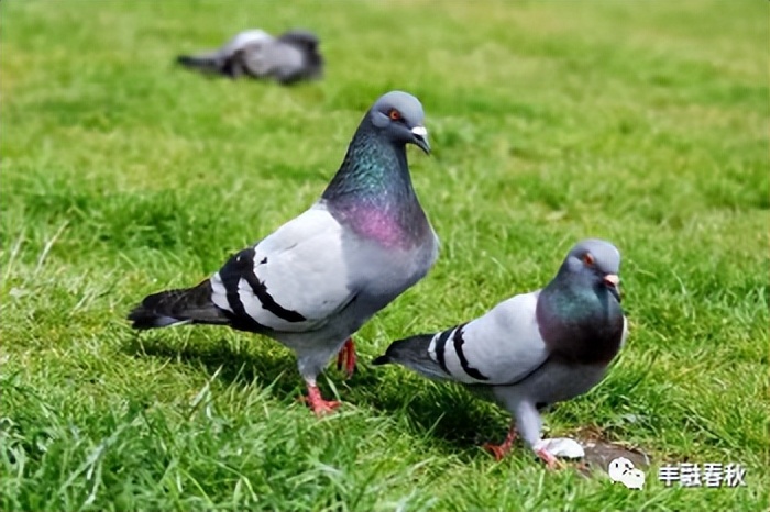 「散文」李芳｜鸽子——和平的象征