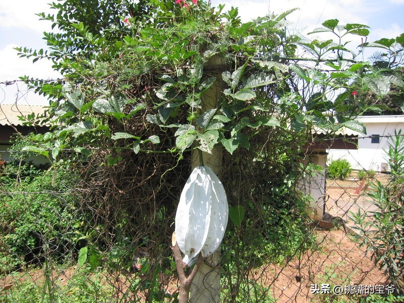 身处非洲，物种孤立进化的马达加斯加，各种奇瓜异果满岛飘香