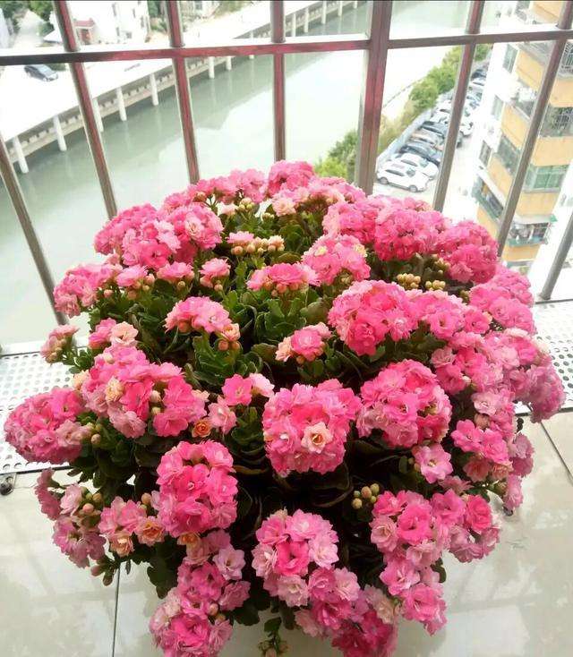 养在家里富贵花有哪些品种,盆栽富贵花怎么种植最好