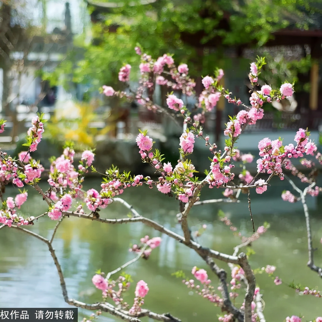 北京哪里风景美人少,北京哪里的园林秋景美