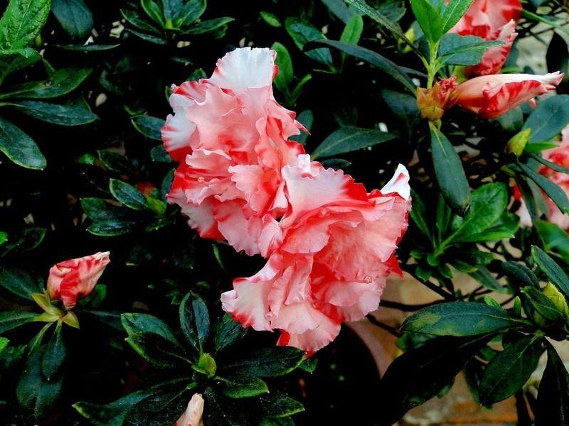 狗狗一定不能吃盐和油,狗狗一定不要吃什么