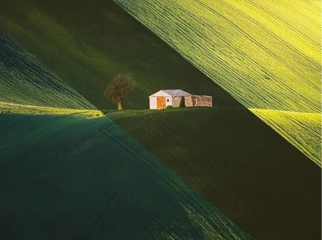 莫言野骡子简单介绍,莫言的蛙中篇小说