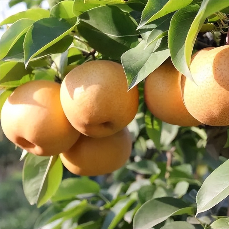 湖北有哪些特产？湖北有名的十大特产，快看看你的家乡入选了吗？