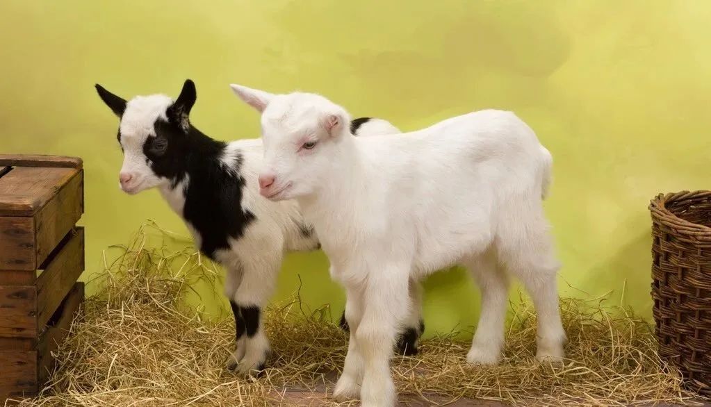 奶山羊子宫脱垂,奶山羊子宫炎症怎么治疗