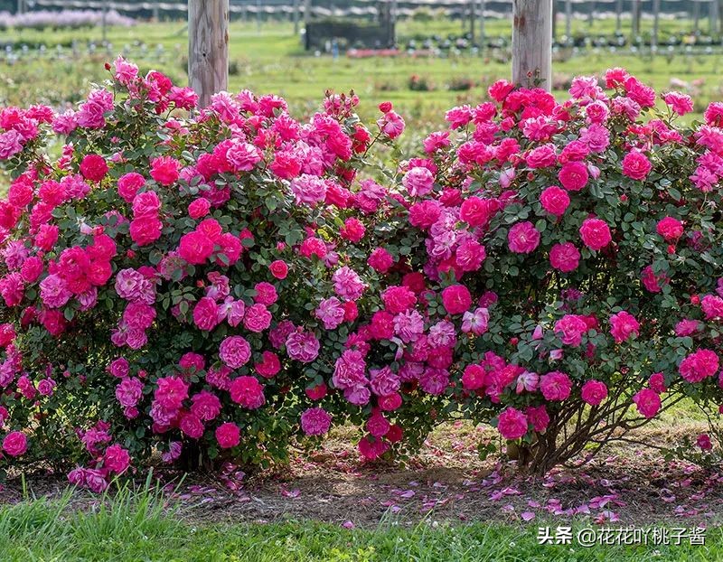 2019月季新品种金奖,超新品月季有哪些品种