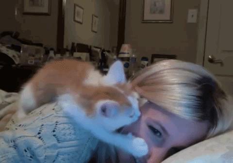 当你亲吻猫咪时它在想什么,情侣亲吻猫咪在想什么