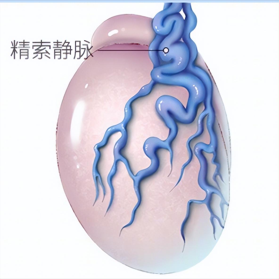 男子精弱怎么食补,男子精弱怎么调理