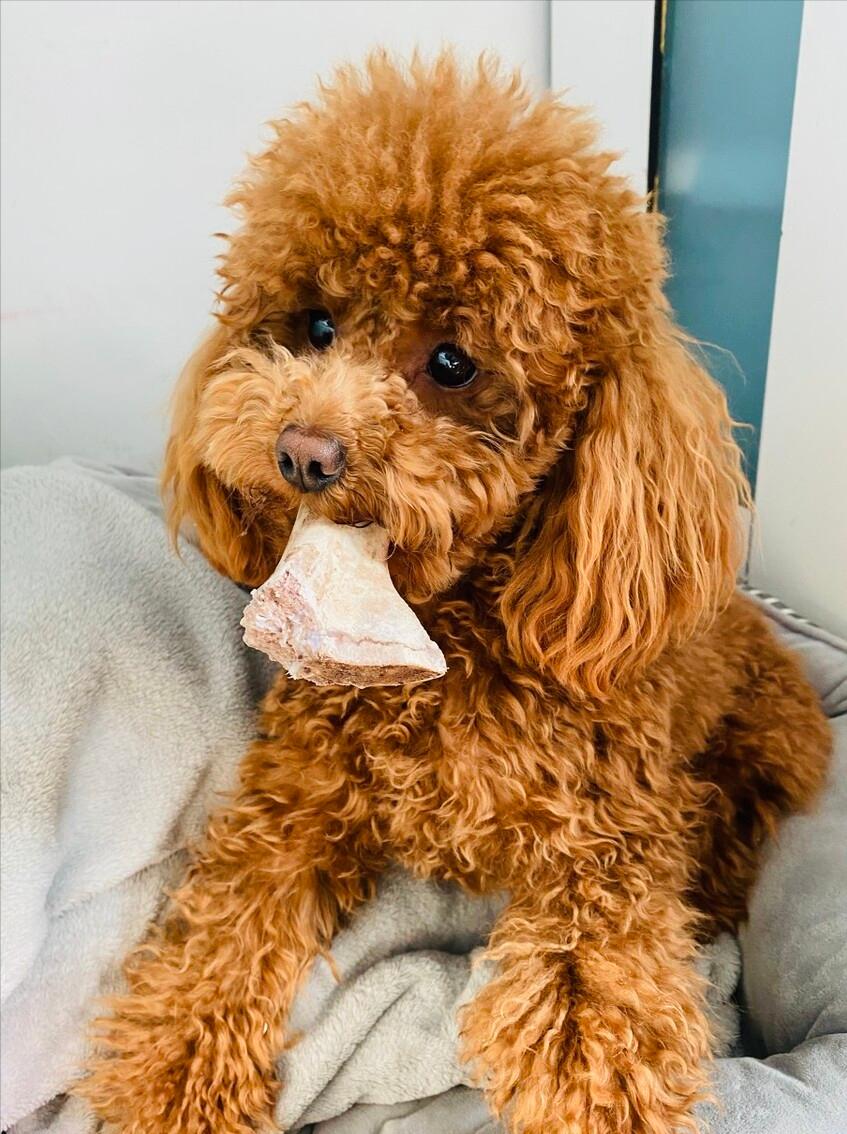 饲养泰迪讲究多,饲养泰迪好方法