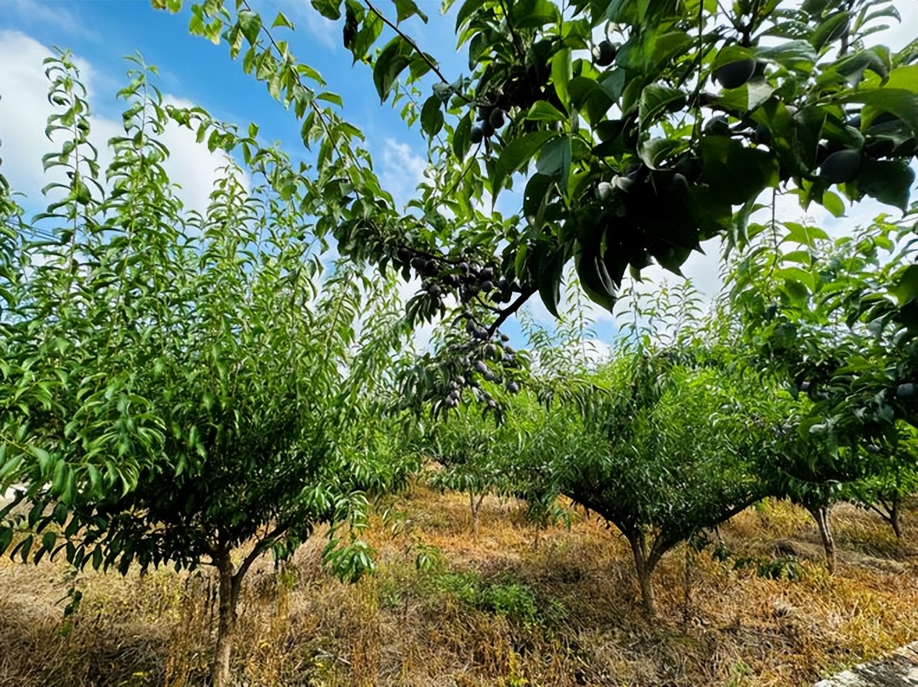 辛选集团创始人辛巴坚持走助农之路，助农增收“致富果”