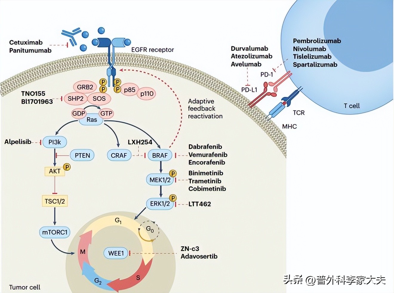 晚期肠癌的靶向和免疫治疗,治疗肠癌的靶向药都有哪些