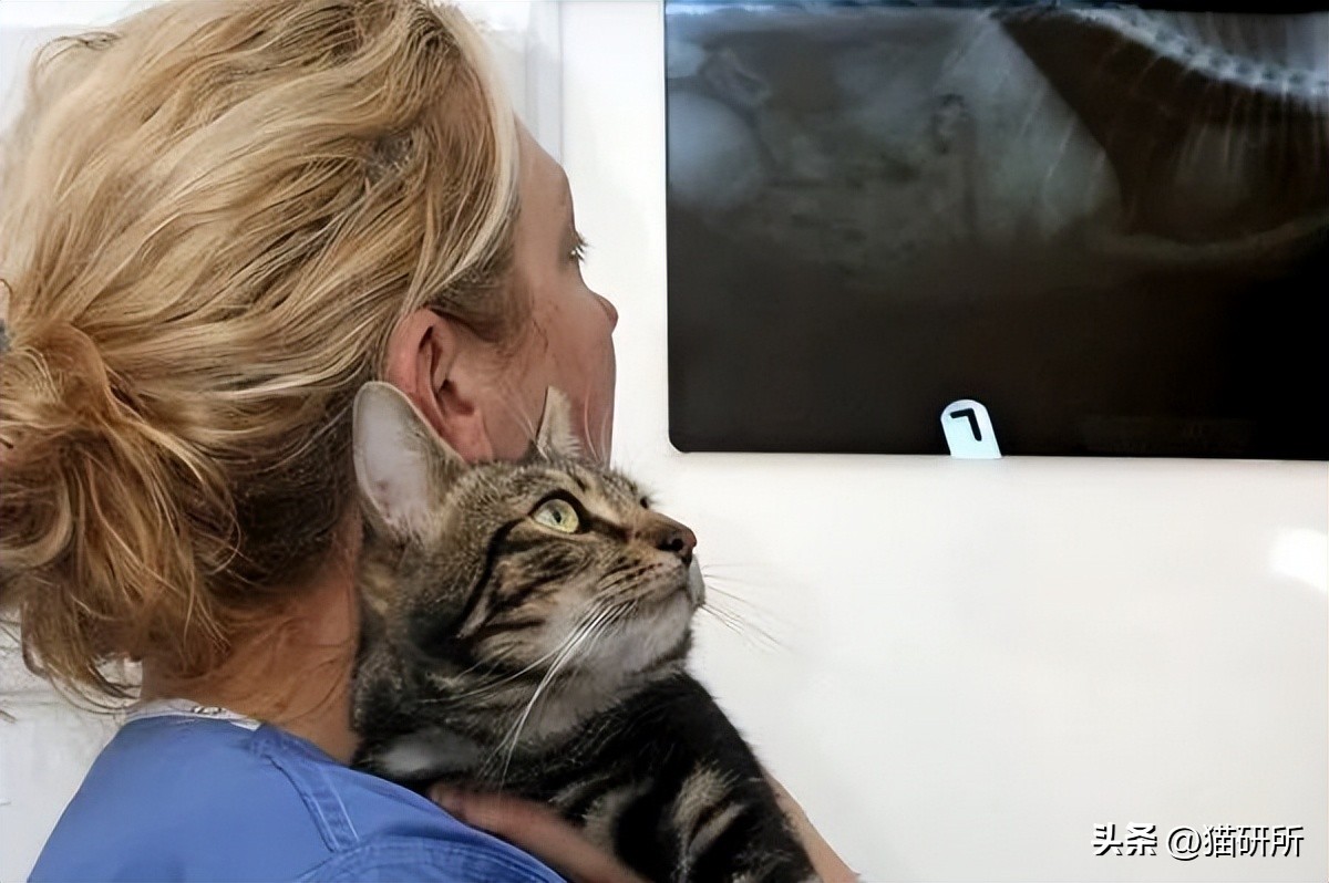 猫咪的腿瘸了可以用什么方法治疗,猫咪没有受伤但是瘸吃什么药