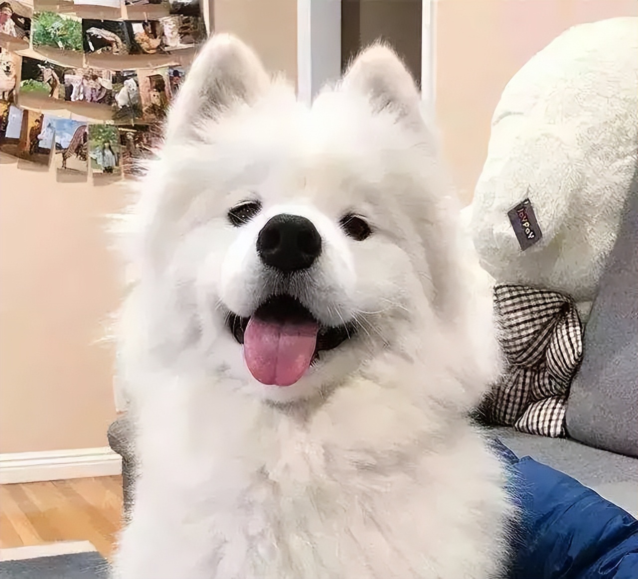 萨摩耶犬和哈士奇犬哪个狗狗更好,萨摩耶犬和哈士奇哪个比较好养