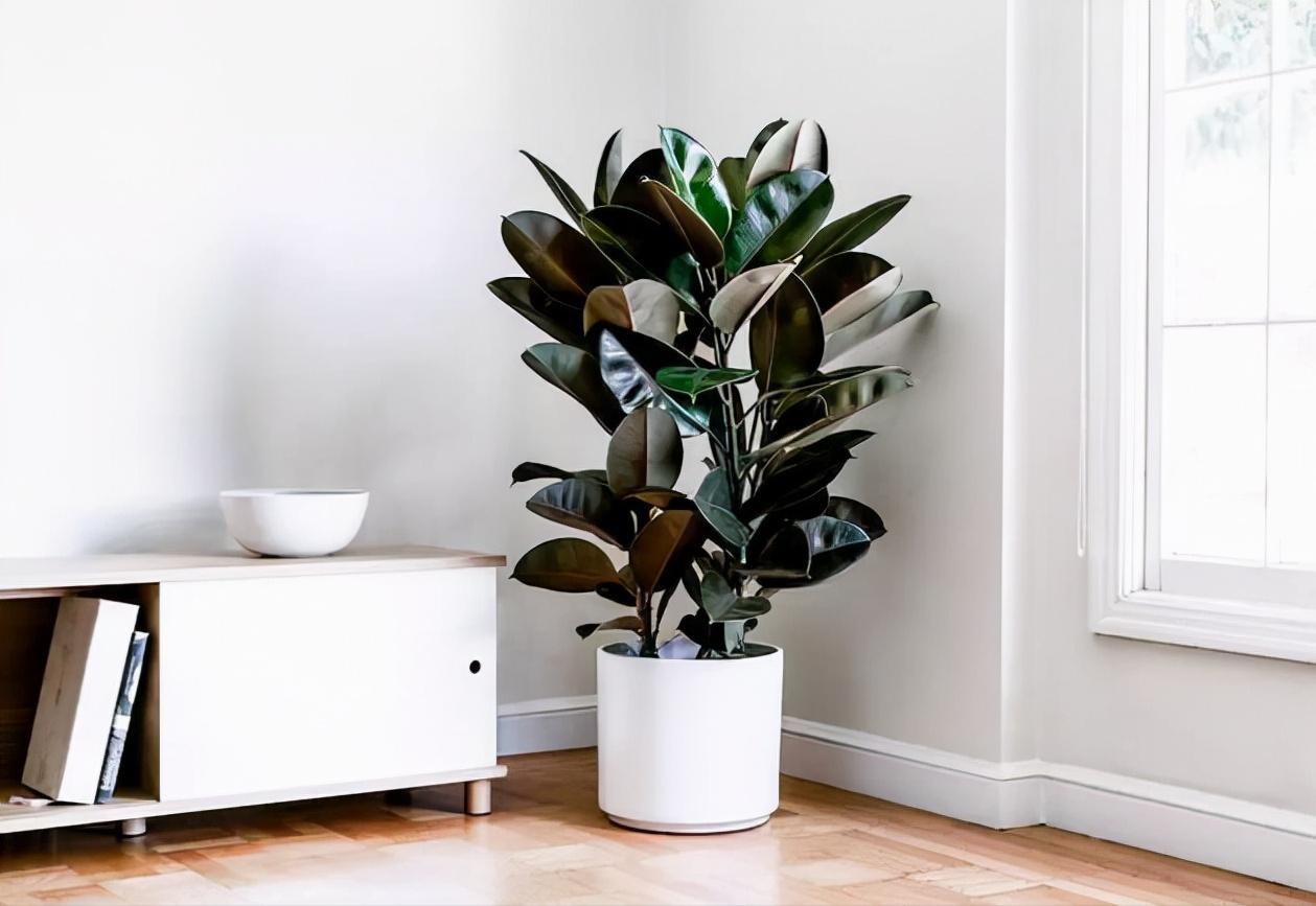 家里养什么花好看又旺财,在家养什么花好看又旺财