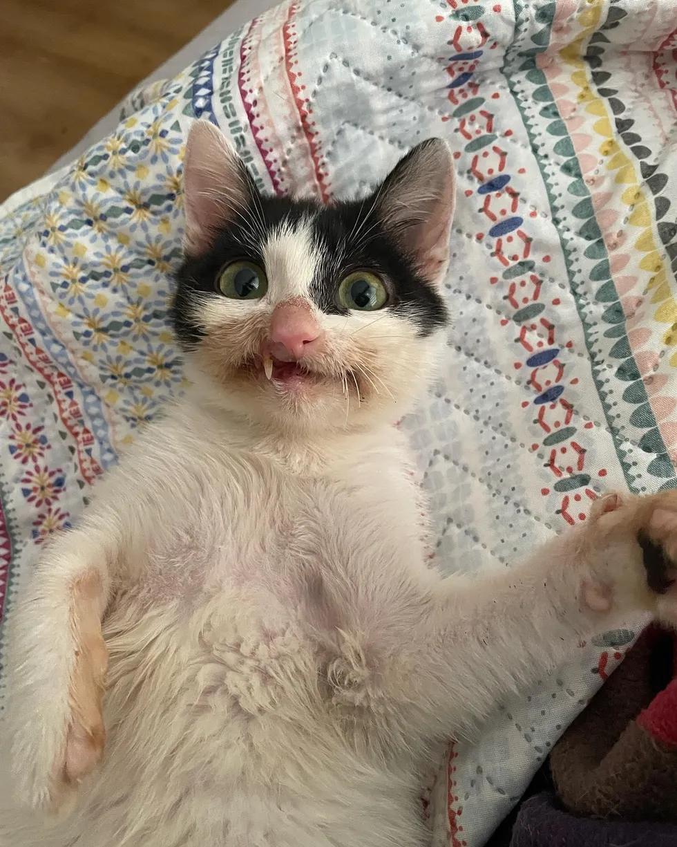 僵尸猫被医院放弃治疗，铲屎官带回家后，却每天都带着灿烂的微笑