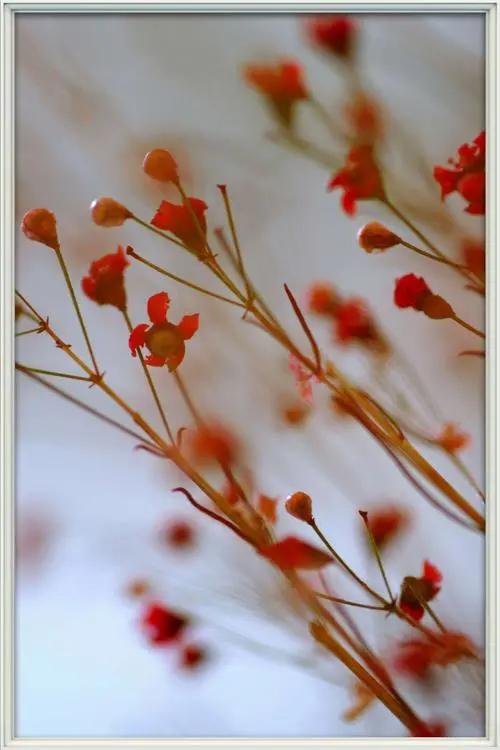 胡马：草原上的干枝梅（下）