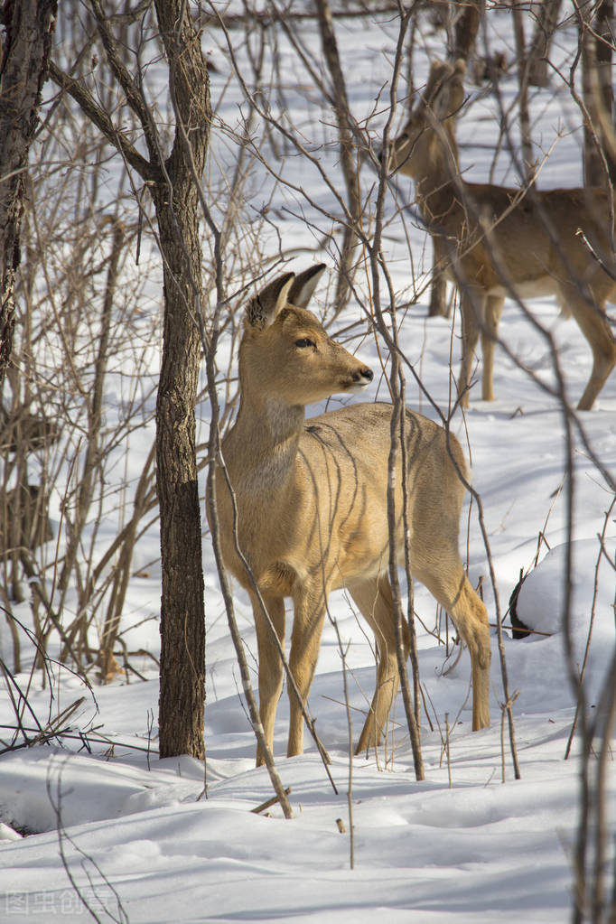 严冬里的猎人——（七）雪地猎杀