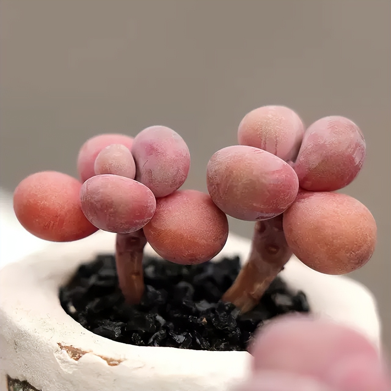 夏季怎么预防桃蛋化水,桃蛋夏季怎么养护