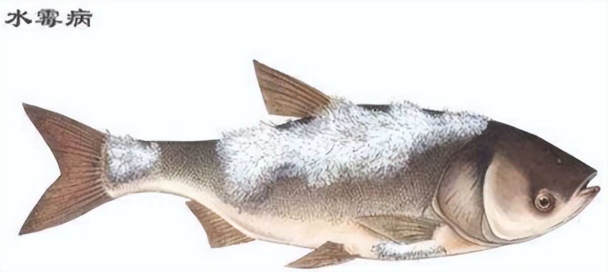 天气升温鱼缸水怎么变浑了,养殖户养鱼遇到水霉病