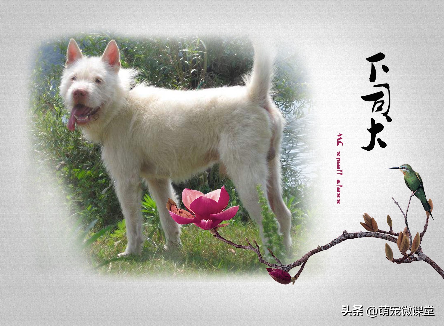 中国的犬种都有什么,中国本土犬种有几个