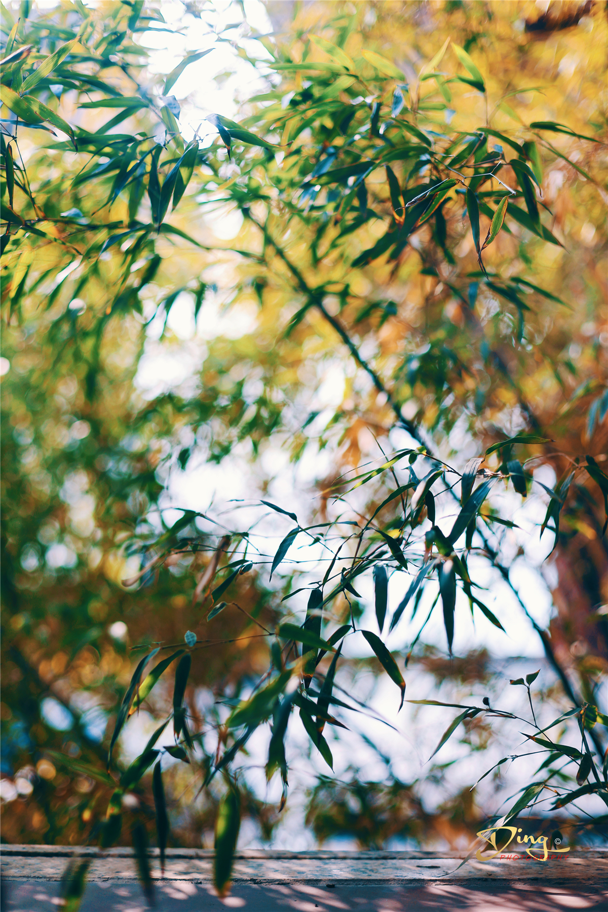 苏州东太湖游玩攻略,春节东太湖旅游攻略