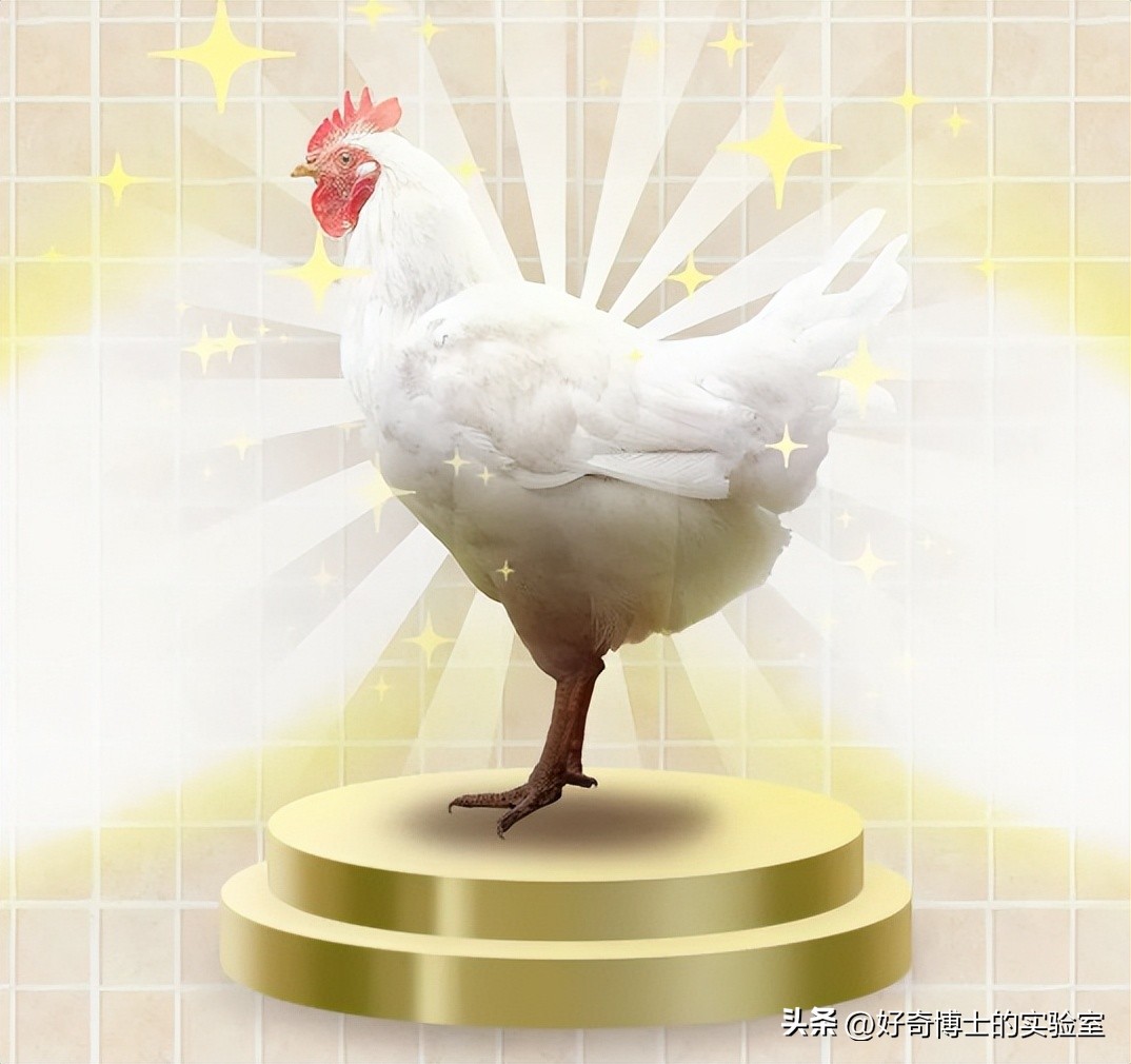 母鸡下蛋后为什么会咯咯叫，是因为屁股疼吗？