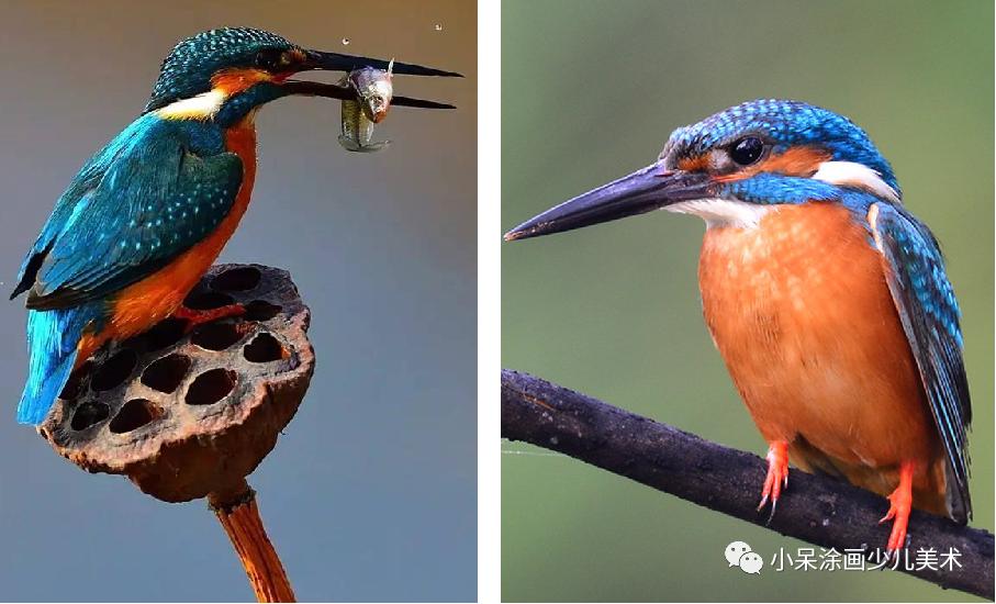 翠鸟生活环境,翠鸟育雏全集完整版