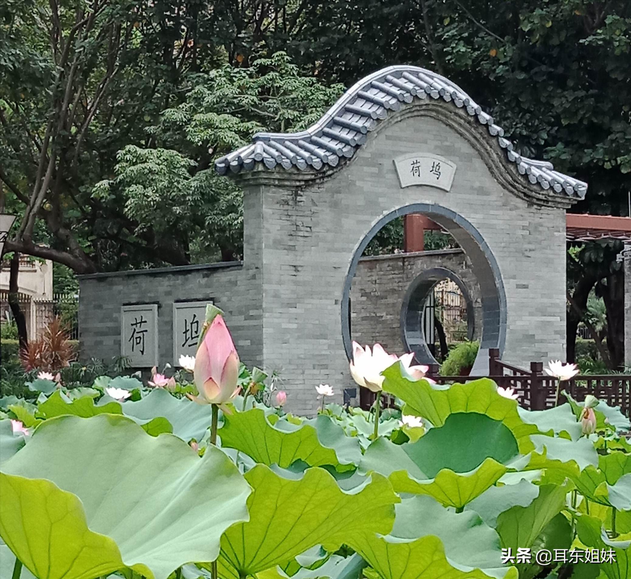 佛山公园里的荷花已悄然绽放,佛山人去旅游