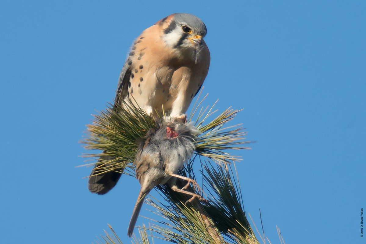老鹰捕杀大鸟视频,老鹰吃鸟记录