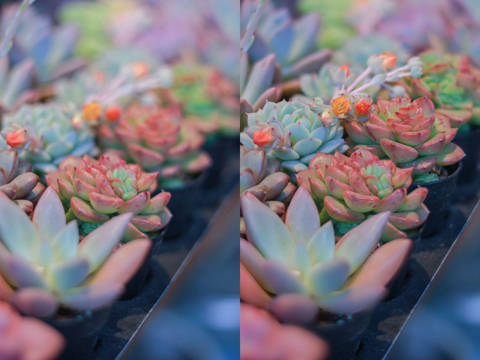 佳能eosr50深度评测,佳能eosr50优缺点