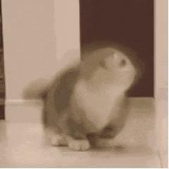 狗子为啥越喂越瘦,狗子越来越瘦但是很能吃