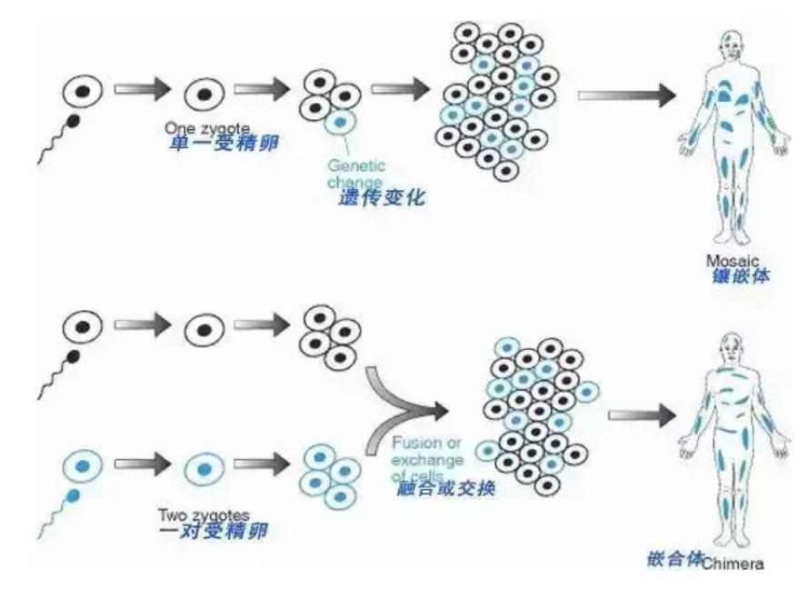 “已故”DNA疯狂求生，借用孪生姐妹的身体，还替她生下3个孩子