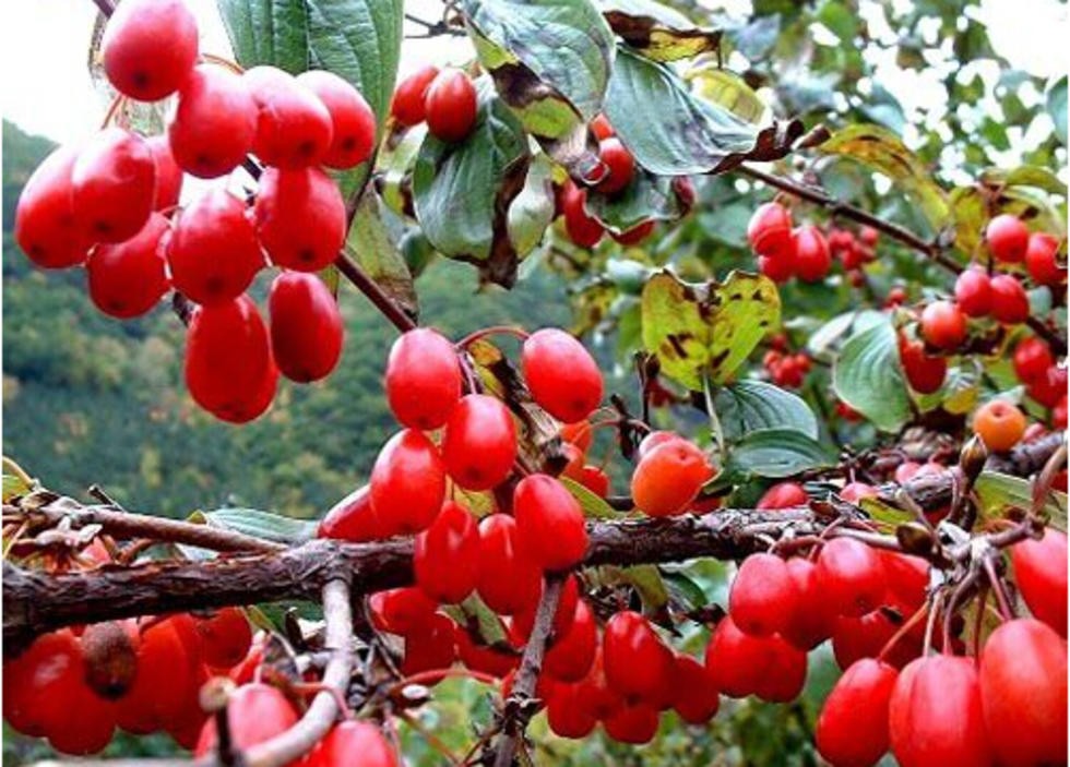 仔猪大肠杆菌腹泻偏方,仔猪大肠杆菌最佳治疗方法